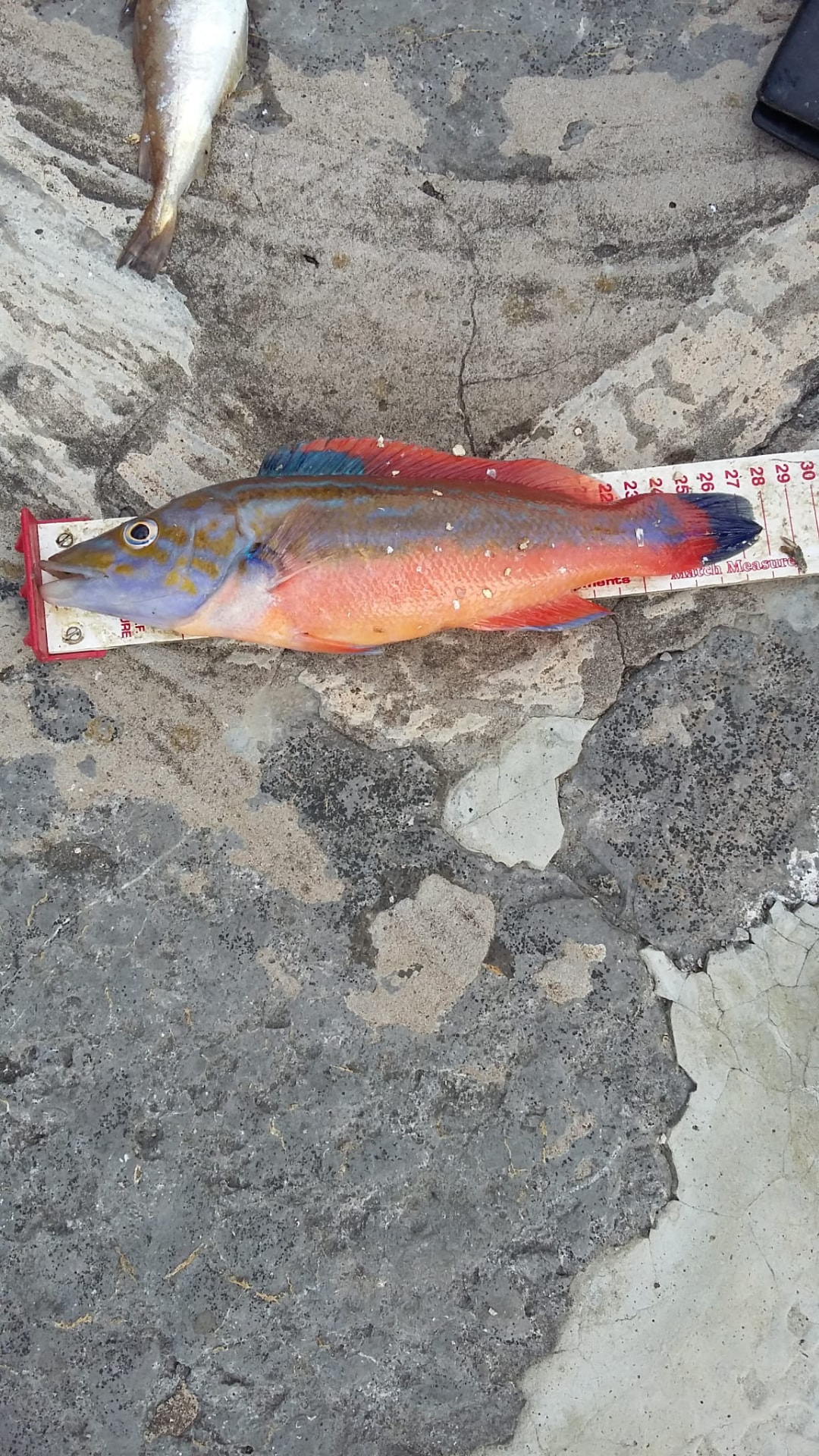 Measured on the mat and straight back — every fish counts