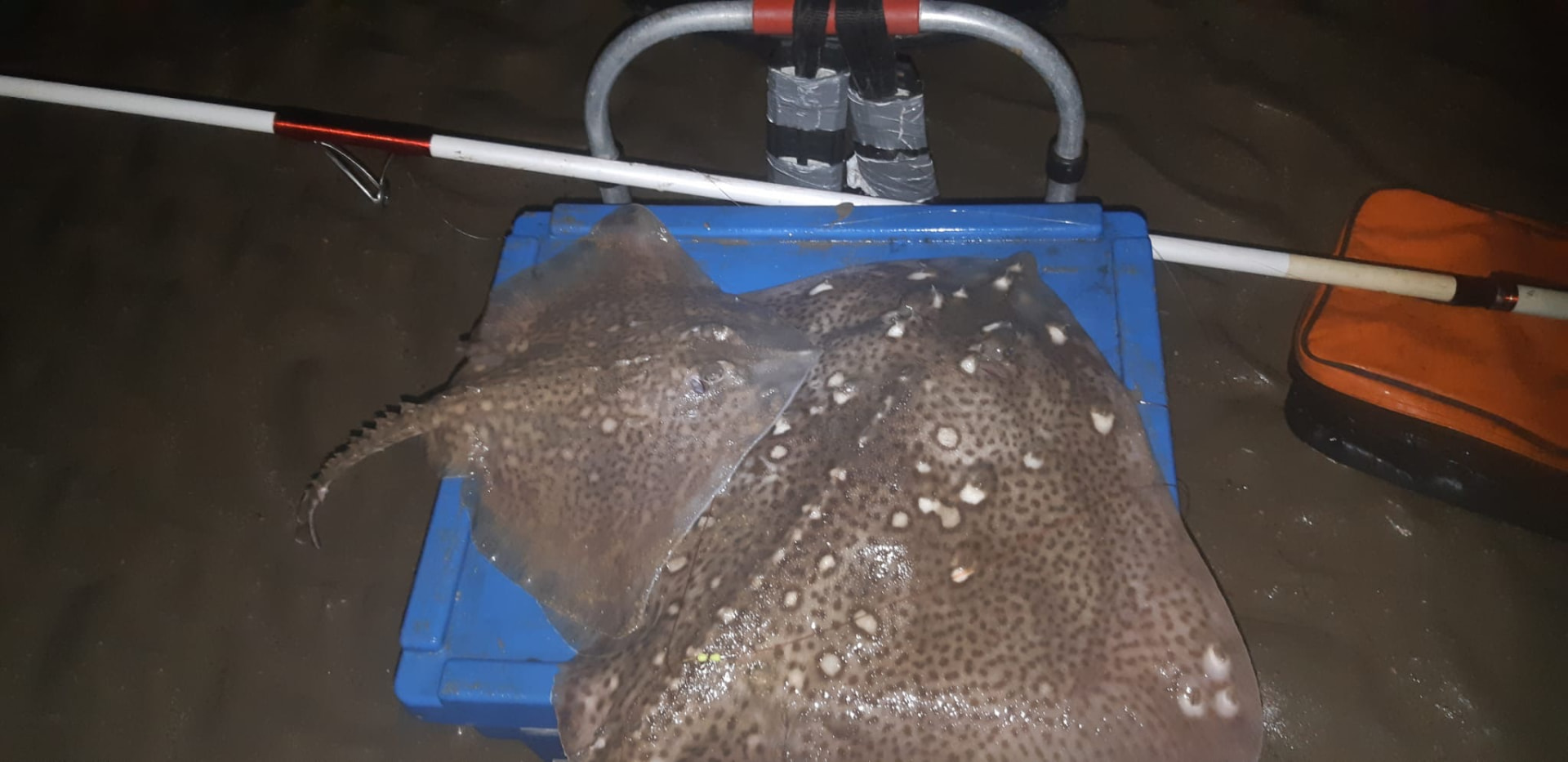A night-caught thornback ray, ready to be slipped back
