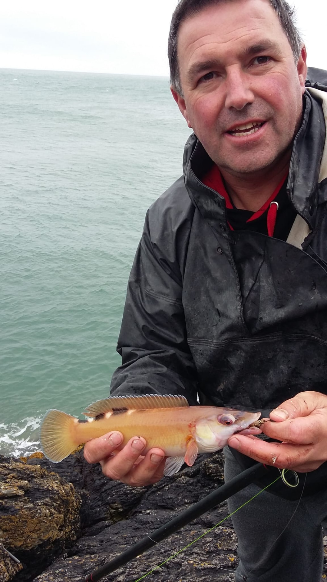 A cuckoo wrasse in full summer colour