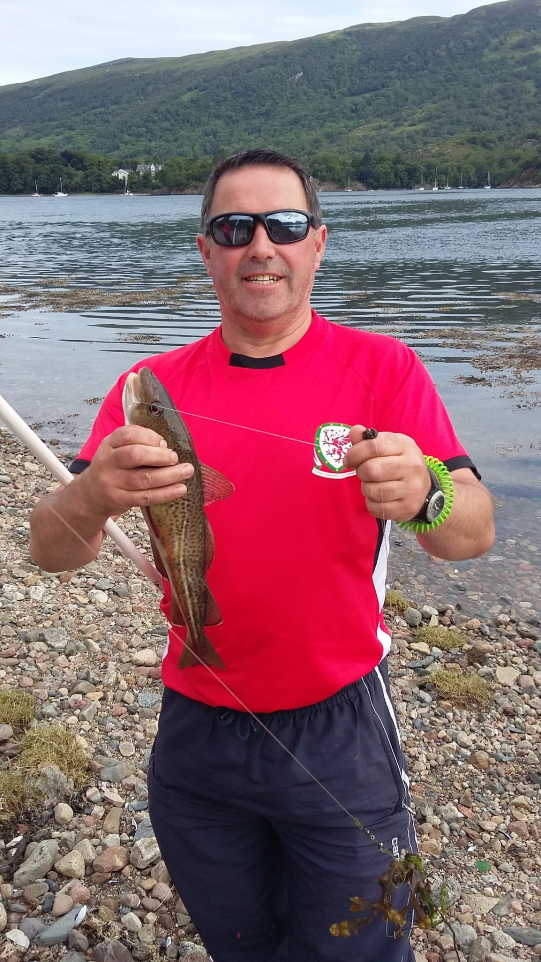 A codling taken on light gear from a shingle shore