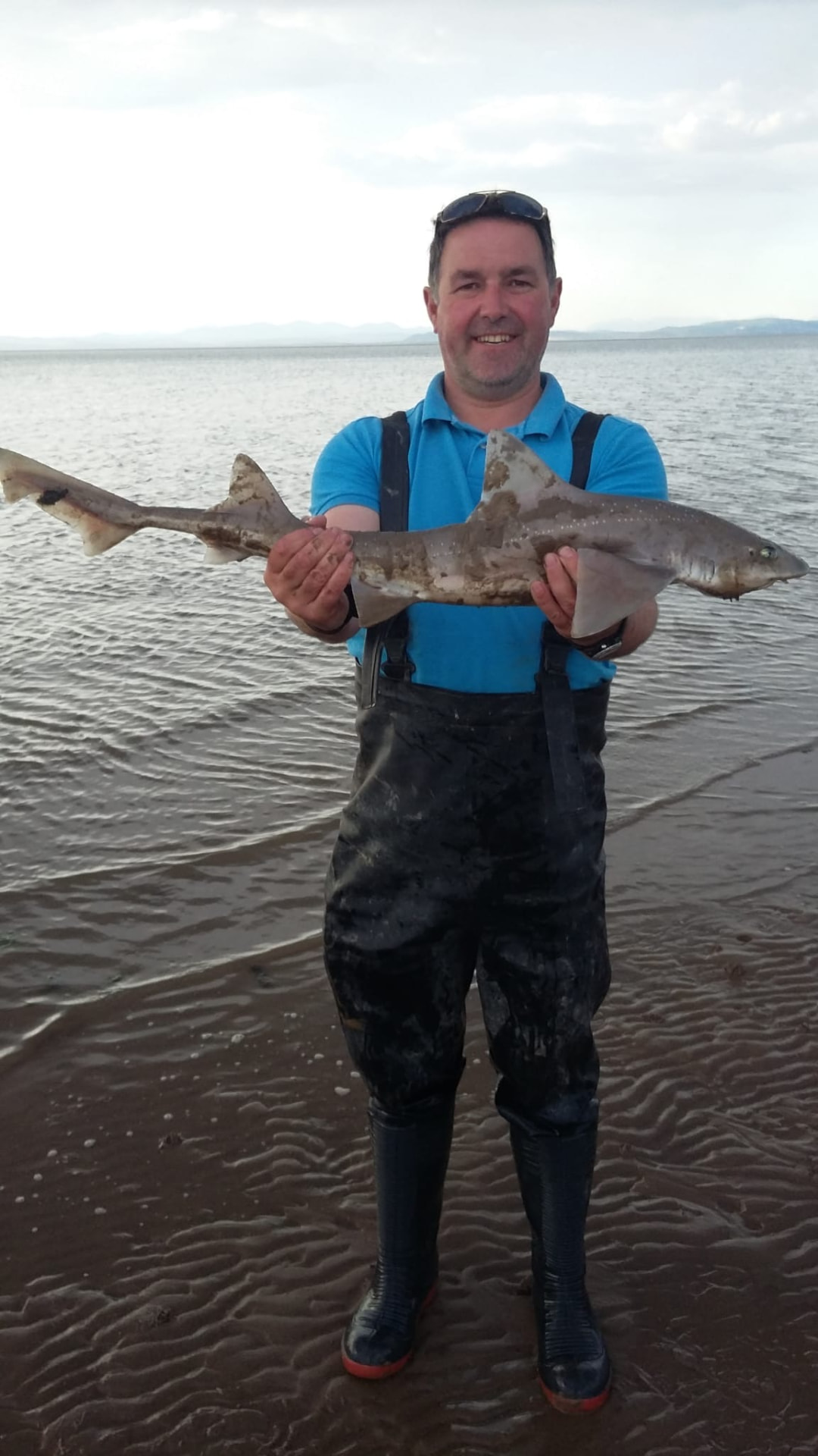 Smoothhound are one of the hardest-fighting summer species